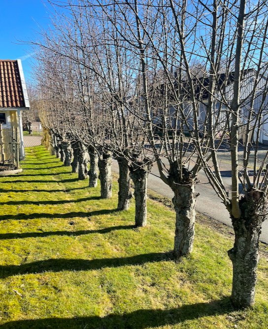 Rad av tätt planterade träd längs en gräsmatta vid en asfalterad väg, i solljus.