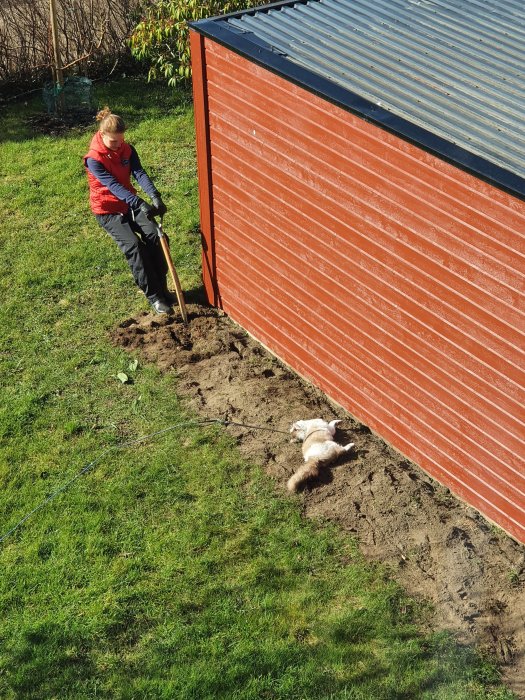 Person gräver i trädgård medan en katt rullar sig i jorden bredvid ett rött skjul.