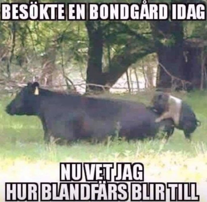 En ko och en gris tillsammans i en hage med texten "Besökte en bondgård idag. Nu vet jag hur blandfärs blir till".