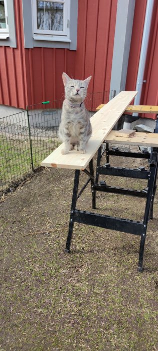 Katt sitter på en ny limträfönsterbräda som vilar på ett arbetsbock utomhus med rödmålat hus i bakgrunden.