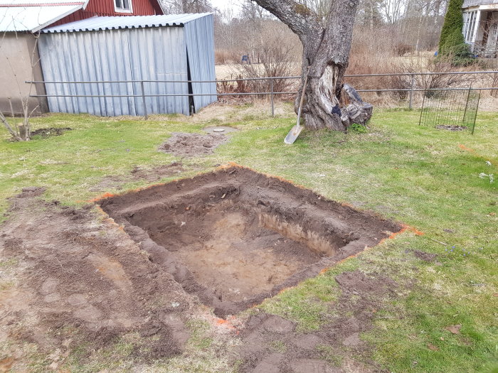 Uppgrävd jord och ett stort hål i marken intill ett gammalt körsbärsträd med en spade lutad mot trädet.