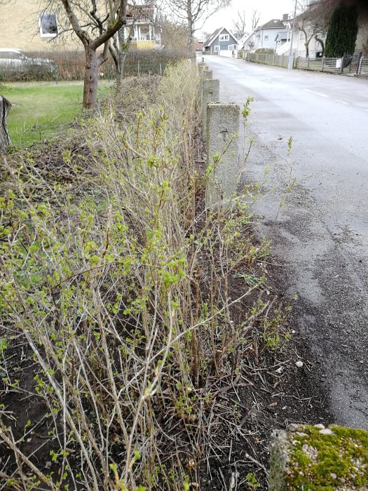 Beskuren bild av en tunn och gles måbärshäck längs en grusväg med synliga kala grenar och några nya skott.