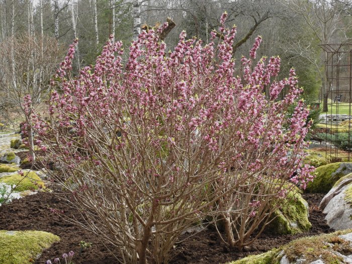 Blommande tibastbuske med rosa blommor i en trädgård med snöfläckar och grönt mossa.