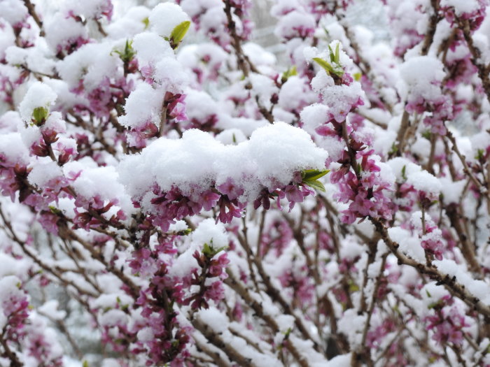 Blommande tibast (Daphne mezereum) täckt av snö med synliga gröna knoppar.