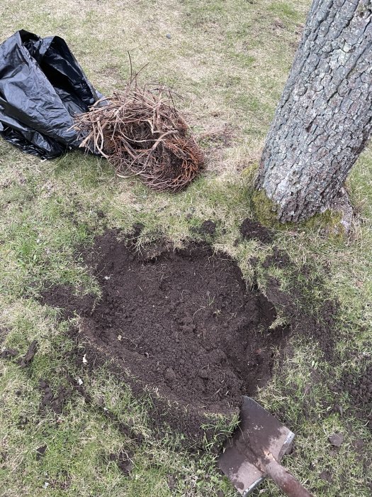 Nygrävd jord med en spade och uppgrävda rötter bredvid ett träd och en svart sopsäck.