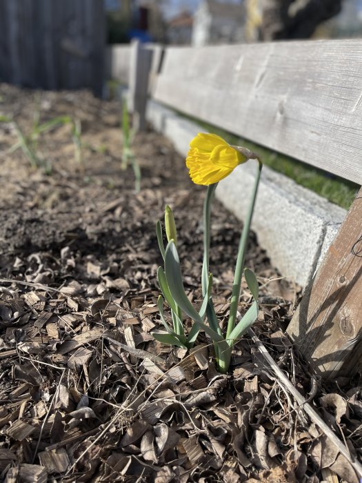 En gul narciss blommar i trädgården med flera omogna knoppar och löv, mot en bakgrund av trädbark och ett staket.