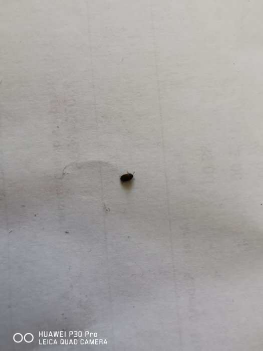 Liten brun skalbagge på en vit vägg vid skarven mellan två papper.