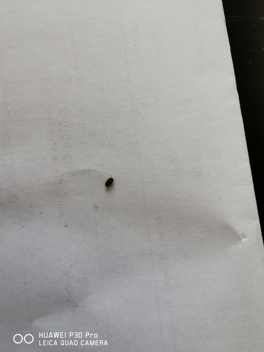 Liten skalbagge-lik insekt på en vit yta nära golvlisten som möjligt skadedjur.