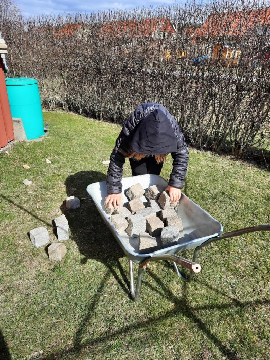 Person laddar stenblock i en skottkärra på en solig gräsmatta.