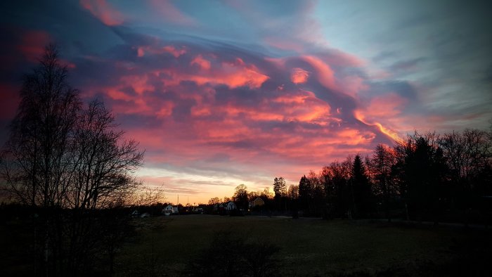 Kvällshimmel med intensiva rosa och lila färgtoner över ett landskap med träd och hus.