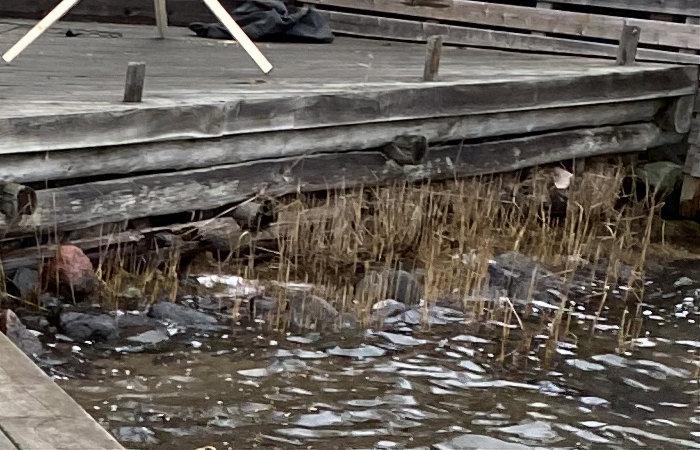 Erosionsskadad brygga med smulade stockar vid Stockholms skärgård.
