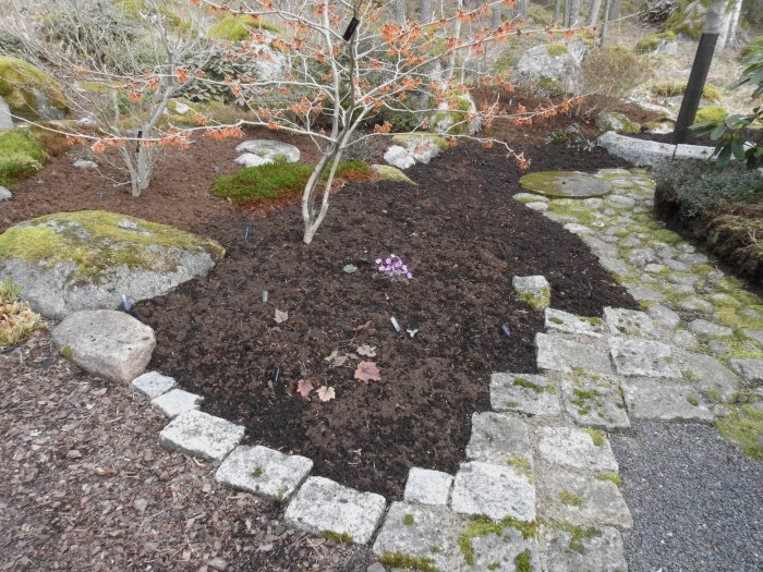 Nyförberedd trädgårdsplantering med mörk jord, omgiven av mossbeklädda stenar och stig med betongplattor.