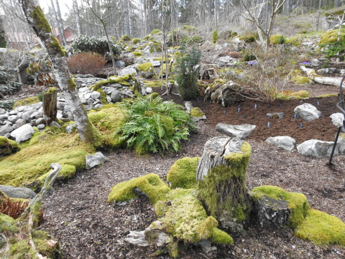 Trädgård med mossa, stenar och nylagt rhododendronjord runt planteringar.