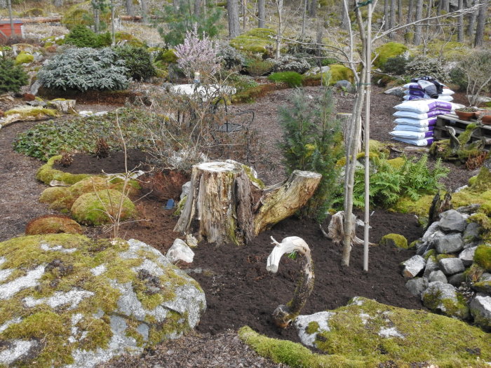 Trädgård med påbörjad gödsling, mossiga stenar, plantor, och säckar med kogödsel.