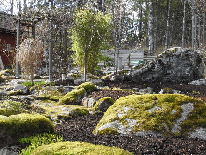 Trädgård med mossbeklädda stenar, nygödslade planteringar och spirande växter på våren.