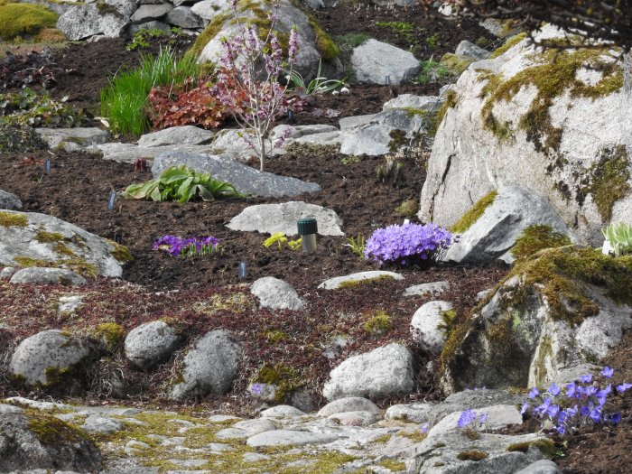 Trädgårdsland med nyplanterade hostor och vårblommor bland stenar och mossa.