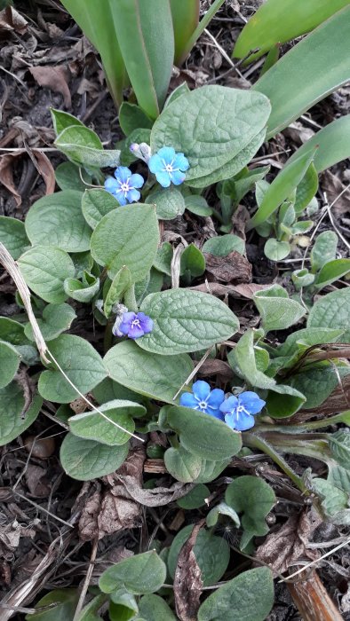 Ormöga-blommor med blå blomblad och gröna bladverk som marktäckare i trädgården.