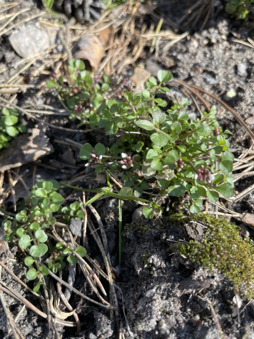 Ogräs med gröna blad och små vita blommor som börjar blomma i en trädgård.