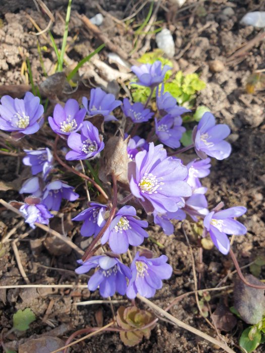 Blåa blommor med vita mitten, troligen skilla, i jordig blomsterbädd i soligt läge.