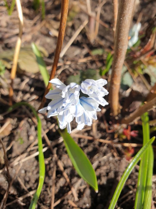 Vit skilla i blom mot en jordig bakgrund i trädgården, badad i solljus.