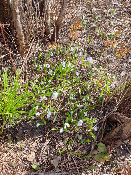 Vårblommor med vita skillor i en solig trädgård, omgivna av grönt gräs och löv.