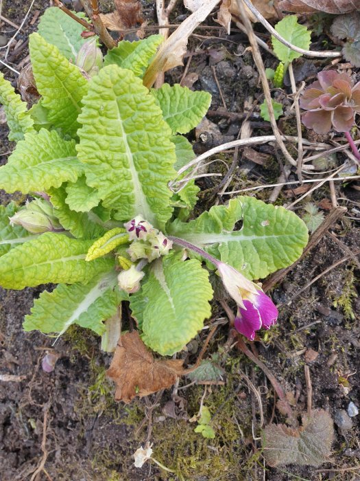 Primula eller luktviol med lila blomma och stora gröna blad i en trädgård, på väg att blomma.