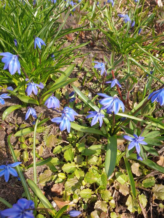Blå blommande scilla och unga gröna blad i en solbelyst trädgård.