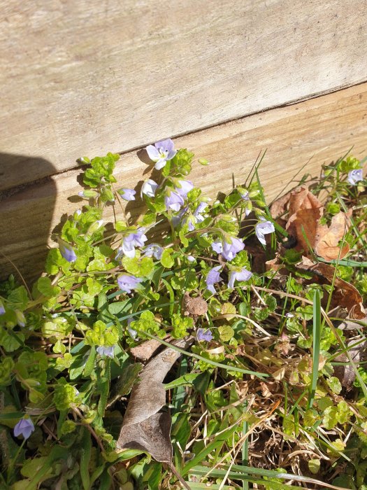 Ljuslila blommor av mormors glasögon bakom sandlådan i solen, inramade av grönt bladverk.
