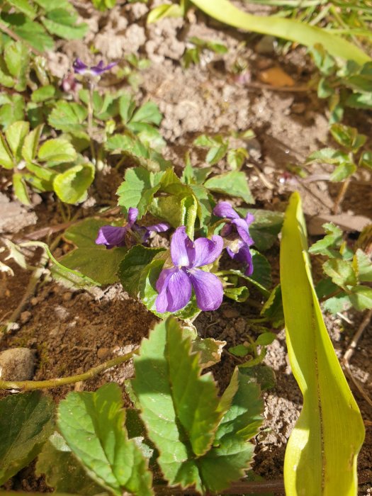 Lila viol, möjligen luktviol, vid sandlåda i blom bland gröna lövverk.