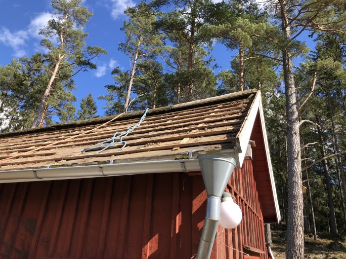 Alt: Avtäckt tak med äldre takpapp på röd stuga, i förgrunden syns en stege, i bakgrunden träd och blå himmel.