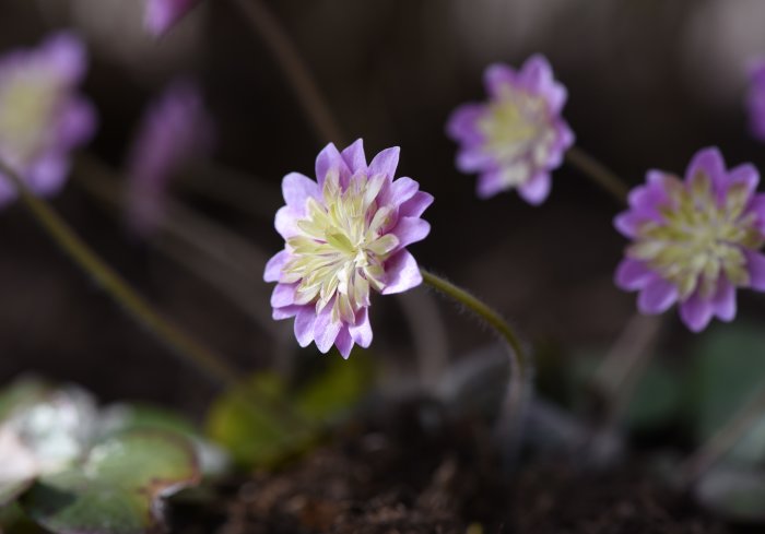 Flera blommande Hepatica japonica sippor i olika nyanser av lila och vitt med suddig bakgrund.