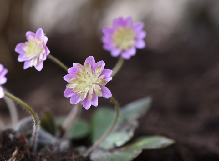 Närbild av blommande Hepatica japonica 'Honutosei', med dess distinkta lila blommor mot en oskarp jordbakgrund.
