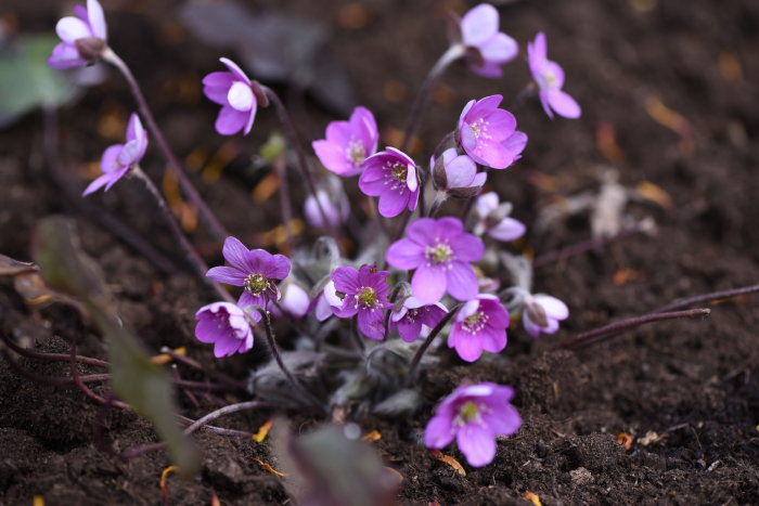 Lila blåsippor, Hepatica japonica 'Honutosei', som blommar i jord.
