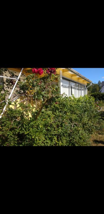 Blommande Benved och andra buskar i en rabatt framför ett gult hus med röda rosor som kontrast mot grönskan.