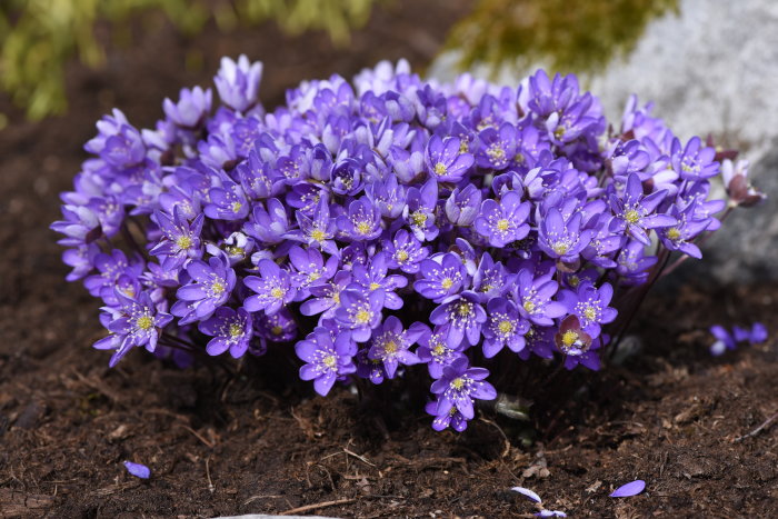 En tät klunga av lila blommor med vita ståndare som växer på brun jord.