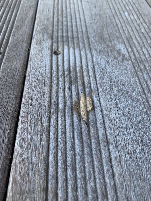 En oidentifierad liten fläck eller föremål på gråa träplankor av en trall.
