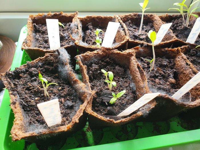 Tomatplantor i fiberkrukor med mögel på jordytan, visar på potentiellt övervattning eller dålig ventilation.