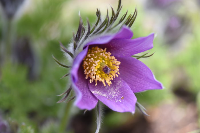 Närbild på en lila Pulsatilla vulgaris (backsippa) med gul mitt i naturlig miljö.