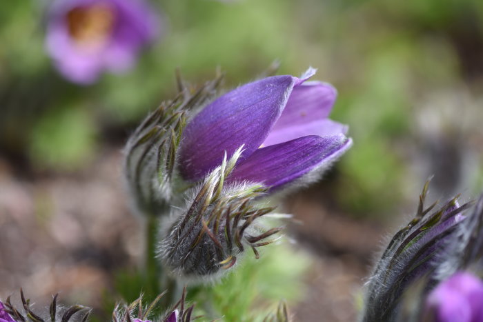 Närbild av lila Pulsatilla vulgaris (backsippa) som börjar blomma.