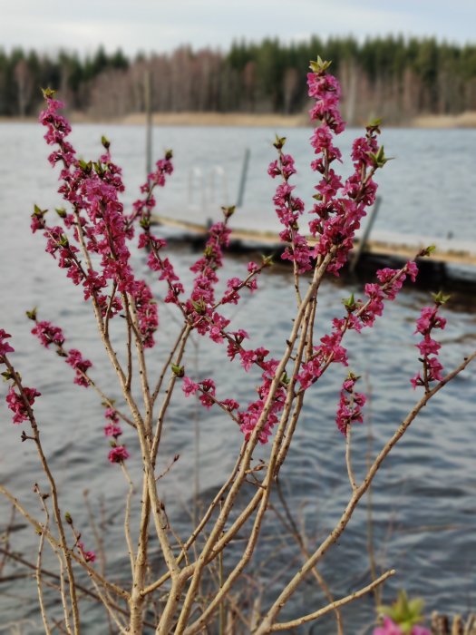 Blommande tibastbuske framför en stilla sjö och en brygga i suddig bakgrund.