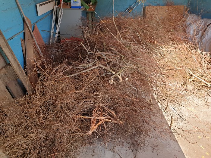 En hög med beskurna grenar från Ölandstok och brudspirea inuti ett garage.