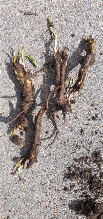Kraftiga oranga rötter och rödgröna blad spridda på asfaltyta.