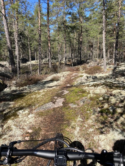 Vy från en mountainbike på en skogsstig bland träd och mossig mark under soligt väder.