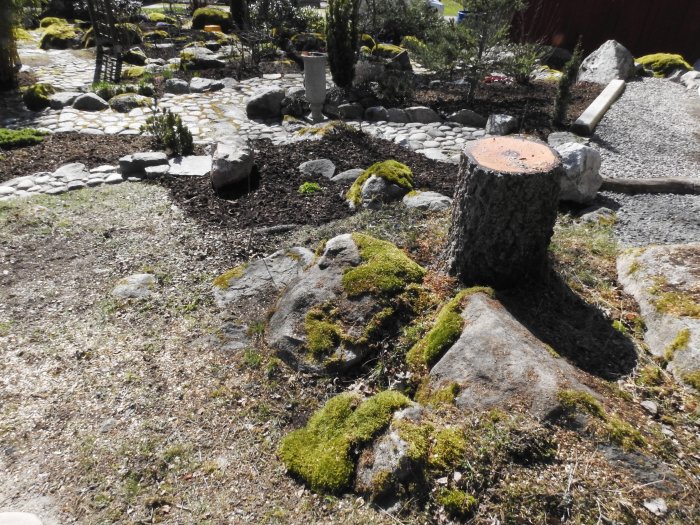 Trädgård med en nyligen avsågad stubbe, mossbeklädda stenar och gångväg i bakgrunden.