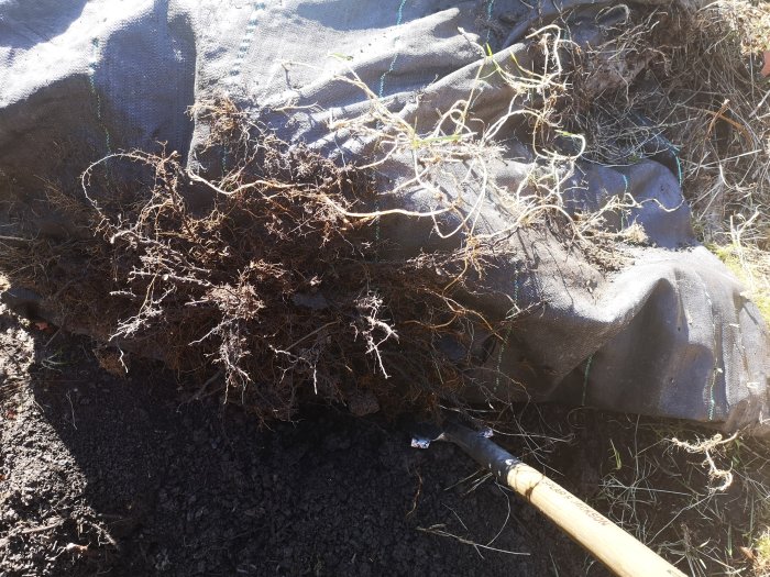 Rötter som vuxit igenom en täckplast i en trädgård med en spade i förgrunden.