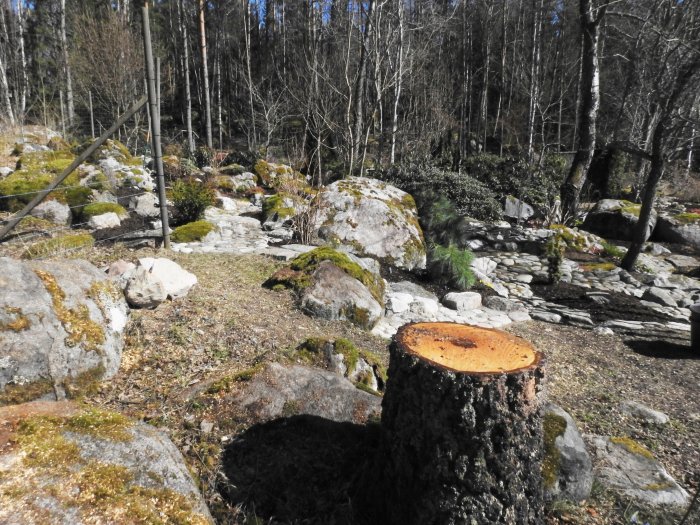 Nyfälld stubbe i en stenig trädgård med mossa och bakgrund av skog och trädgårdsanläggningar.