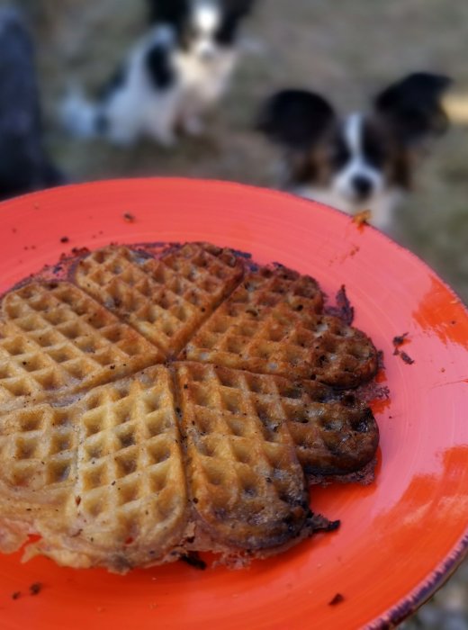 Grillade våfflade hamburgare på en orange tallrik med en suddig bakgrund där en hund tittar på.