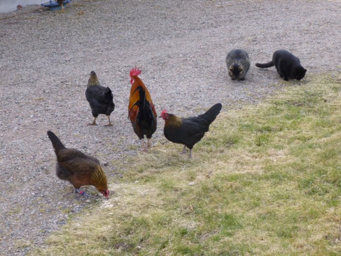 Höns och tuppar går på grusmark bredvid två katter, samharmoni på en lantgård.