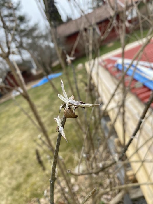 En förgrenad buske med glest blommande knoppar mot en suddig trädgårdsbakgrund.