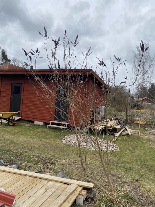 Glest blommande buske framför röd stuga, behöver beskärning, omgiven av gräsmatta och byggmaterial.